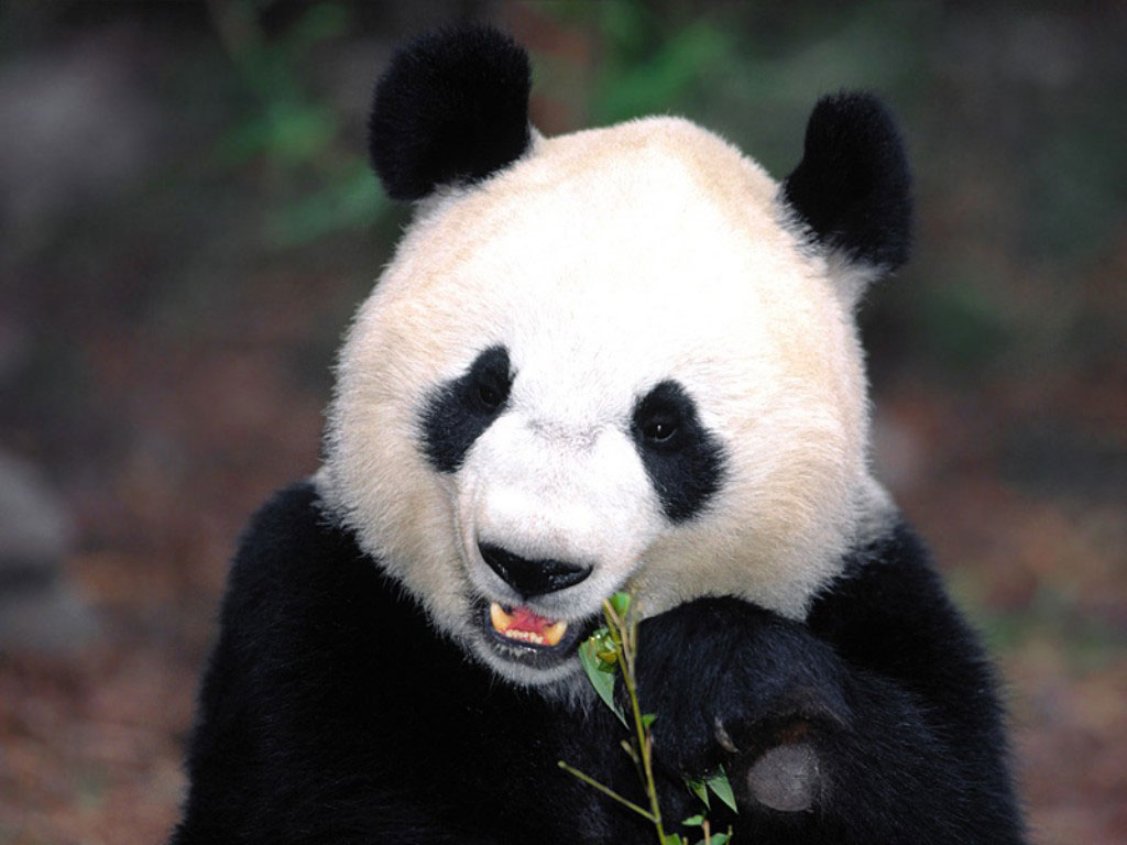 pandice