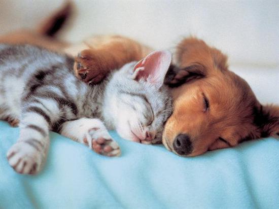 psík+kočka♥